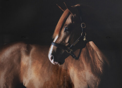 Captain my Captain (Acrylic) von Kate Lloyd, Fotografie kaufen auf Singulart