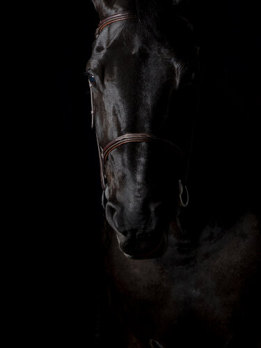 Black Diamond (Acrylic) von Kate Lloyd, Fotografie kaufen auf Singulart