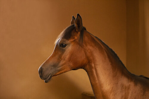 Arab Foal (Acrylic) di Kate Lloyd, Fotografia in vendita su Singulart
