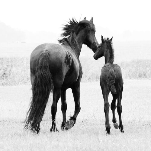 Friesian Mare and Foal (Framed) von Kate Lloyd, Fotografie kaufen auf Singulart