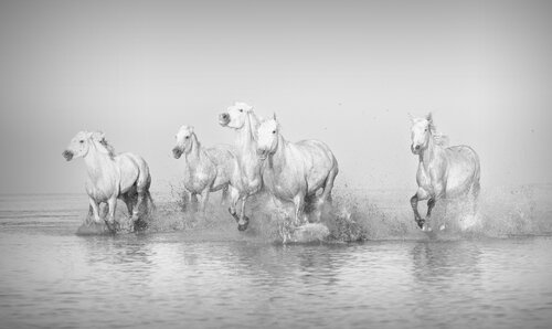 Classic Camargue Herd (Framed) di Kate Lloyd, Fotografia in vendita su Singulart