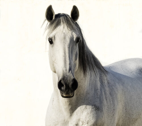 Soulful Lusitano (Framed) von Kate Lloyd, Fotografie kaufen auf Singulart