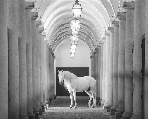 White Lusitano in his stable (unframed) von Kate Lloyd, Fotografie kaufen auf Singulart