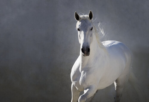 White Lusitano on a grey wall framed van Kate Lloyd, Fotografie te koop op Singulart
