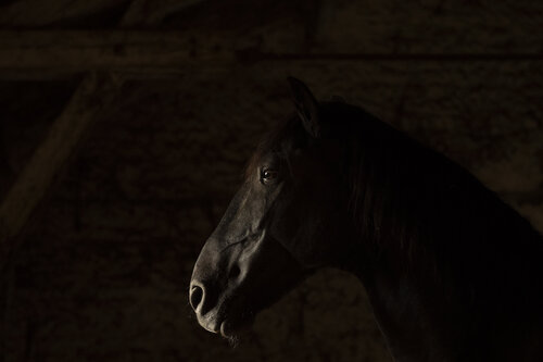 Black horse in a dark barn (Framed) van Kate Lloyd, Fotografie te koop op Singulart