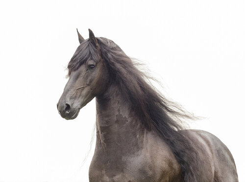 Young Friesian stallion (unframed) van Kate Lloyd, Fotografie te koop op Singulart