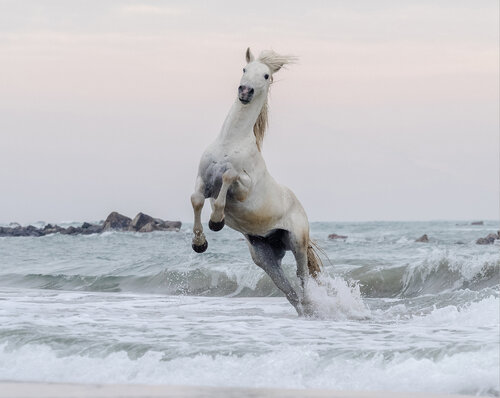 Rising star 1 (Framed) di Kate Lloyd, Fotografia in vendita su Singulart