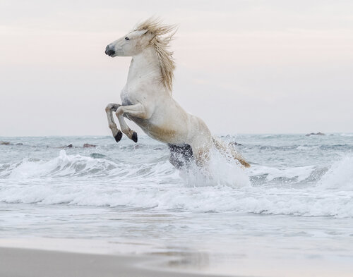 Rising Star 2 (Framed) von Kate Lloyd, Fotografie kaufen auf Singulart
