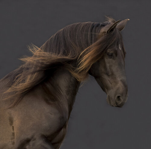 The Pearl Horse (Framed) von Kate Lloyd, Fotografie kaufen auf Singulart