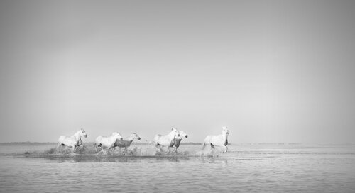 Follow my leader (Framed) di Kate Lloyd, Fotografia in vendita su Singulart
