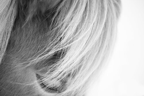 Icelandic horse eye in black and white (Framed) di Kate Lloyd, Fotografia in vendita su Singulart