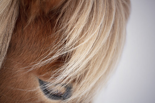 Icelandic horse eye in colour (Framed) van Kate Lloyd, Fotografie te koop op Singulart