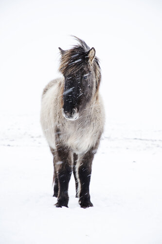 Icelandic horse in snow (Framed) van Kate Lloyd, Fotografie te koop op Singulart