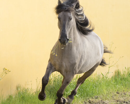 Beethoven von Kate Lloyd, Fotografie kaufen auf Singulart