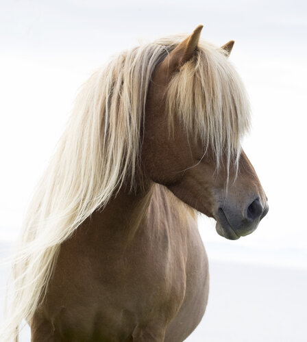 Icelandic Horse von Kate Lloyd, Fotografie kaufen auf Singulart