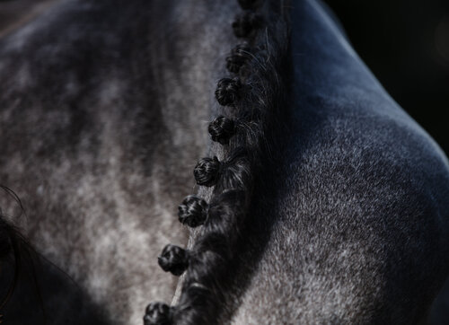 Knotted mane 2 von Kate Lloyd, Fotografie kaufen auf Singulart