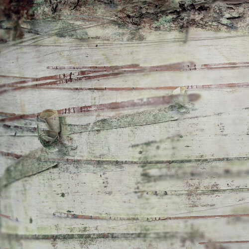 Stripes and curls van Kate Lloyd, Fotografie te koop op Singulart