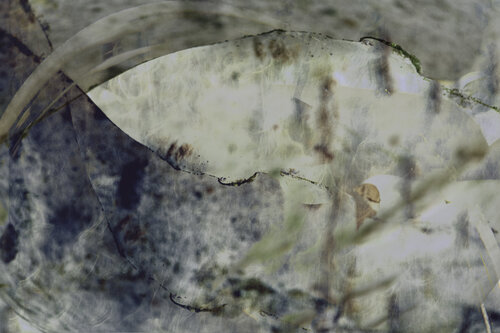 Birchland van Kate Lloyd, Fotografie te koop op Singulart