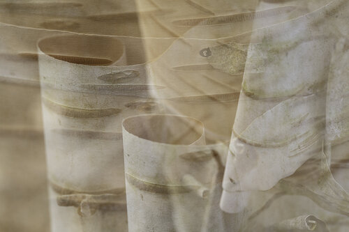 Papery scrolls van Kate Lloyd, Fotografie te koop op Singulart