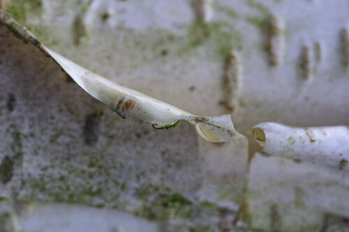 First birch van Kate Lloyd, Fotografie te koop op Singulart