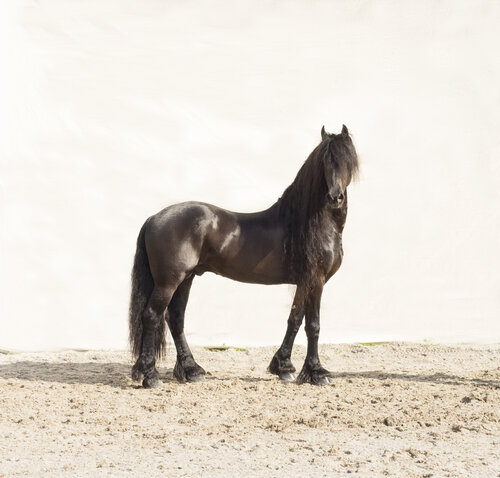 Friesian Poser van Kate Lloyd, Fotografie te koop op Singulart