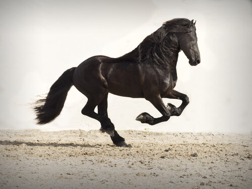 Friesian Beauty di Kate Lloyd, Fotografia in vendita su Singulart