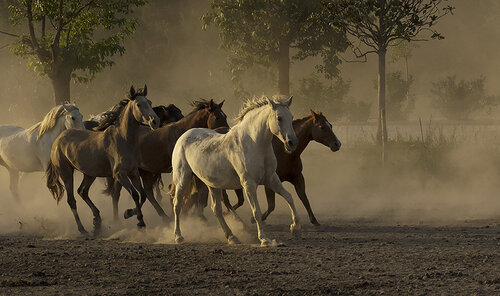 Mares in evening light (Framed) von Kate Lloyd, Fotografie kaufen auf Singulart