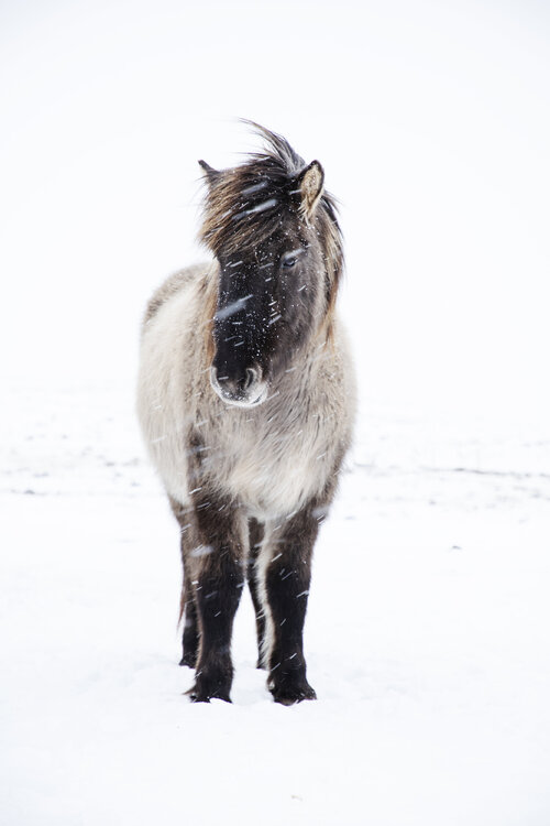 Icelandic horse in snow (Framed) Kate Lloyd