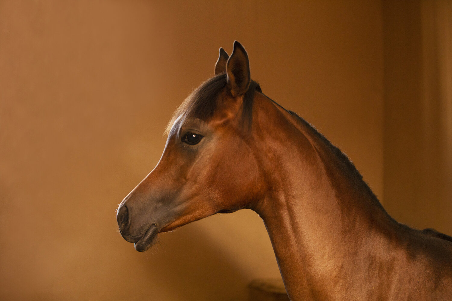 Arab Foal (Acrylic) Kate Lloyd