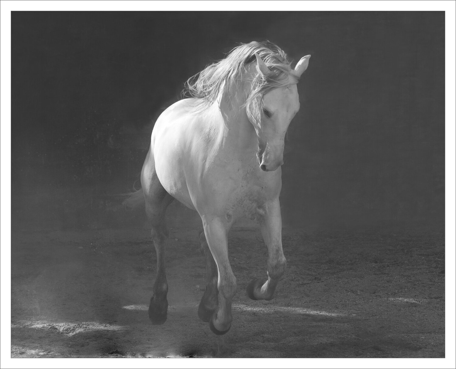 Lusitano stallion in black and white on a red wall (unframed) Kate Lloyd Fotografie zu verkaufen