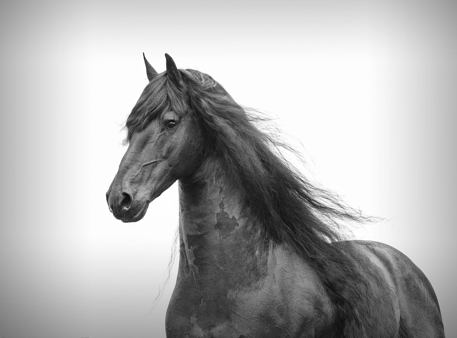 Young Friesian Stallion in black and white (unframed) Kate Lloyd Fotografia in vendita