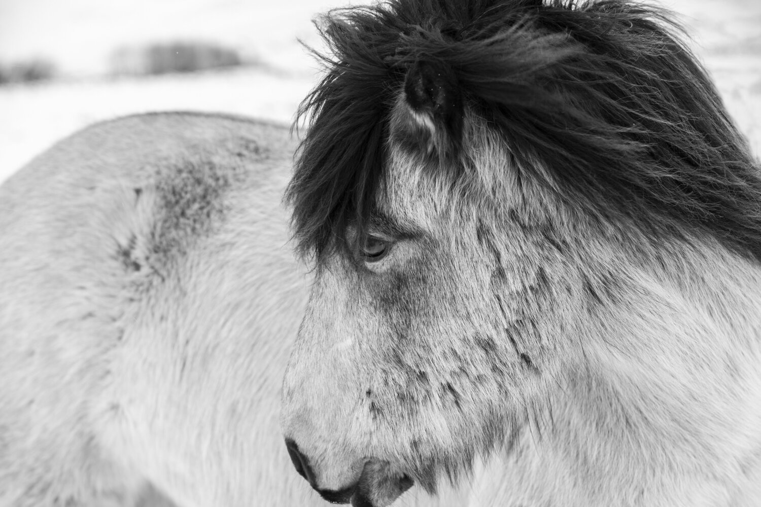 Contemplative Icelandic horse Kate Lloyd