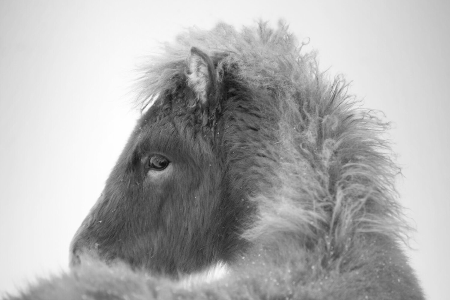 Icelandic Furry foal Kate Lloyd