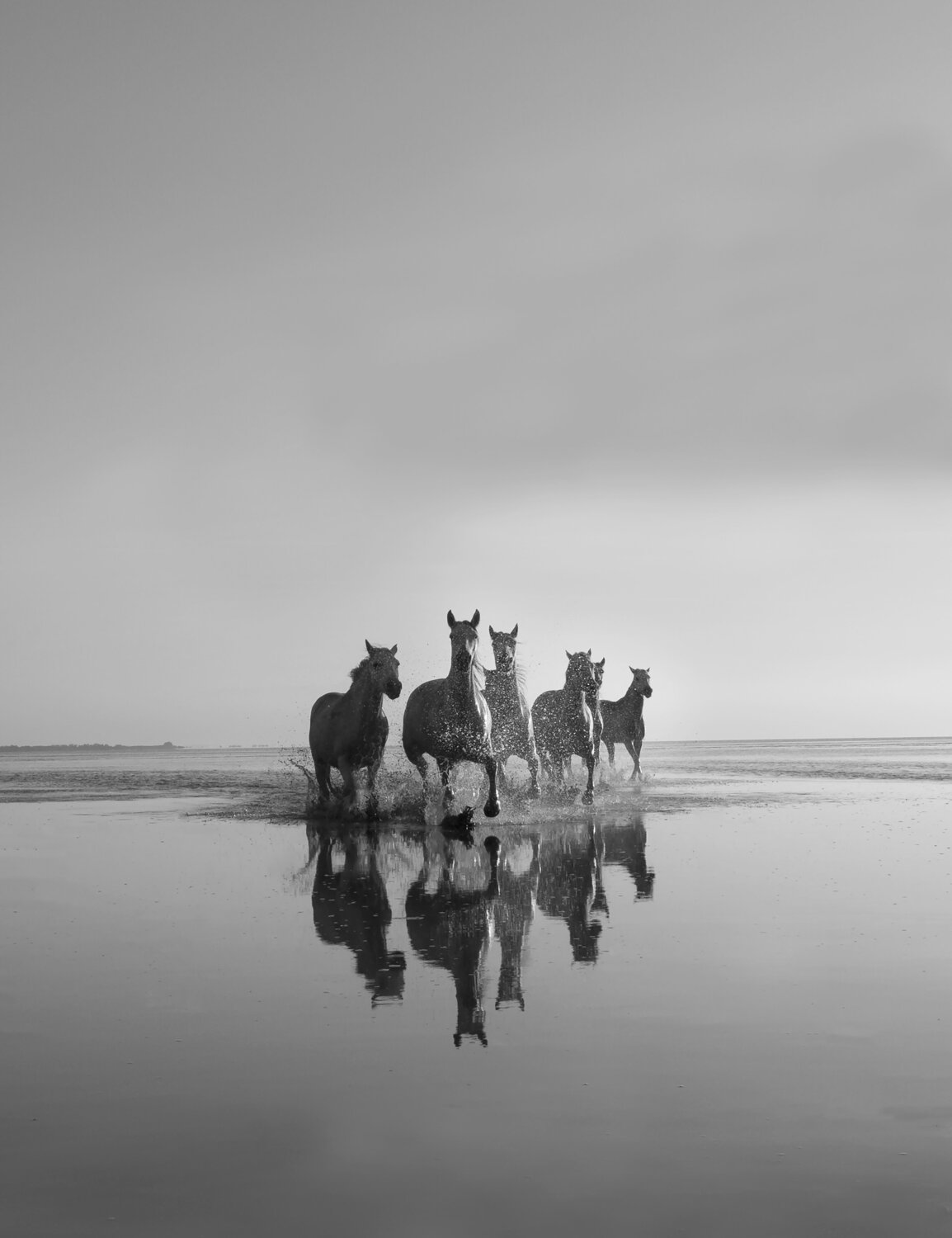 Camargue herd head on in black and white Kate Lloyd