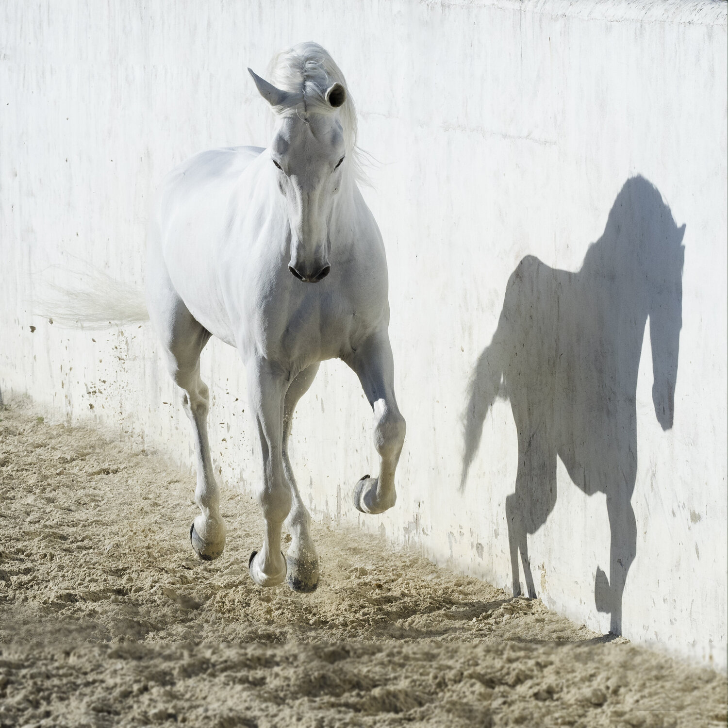 Shadow horse Kate Lloyd