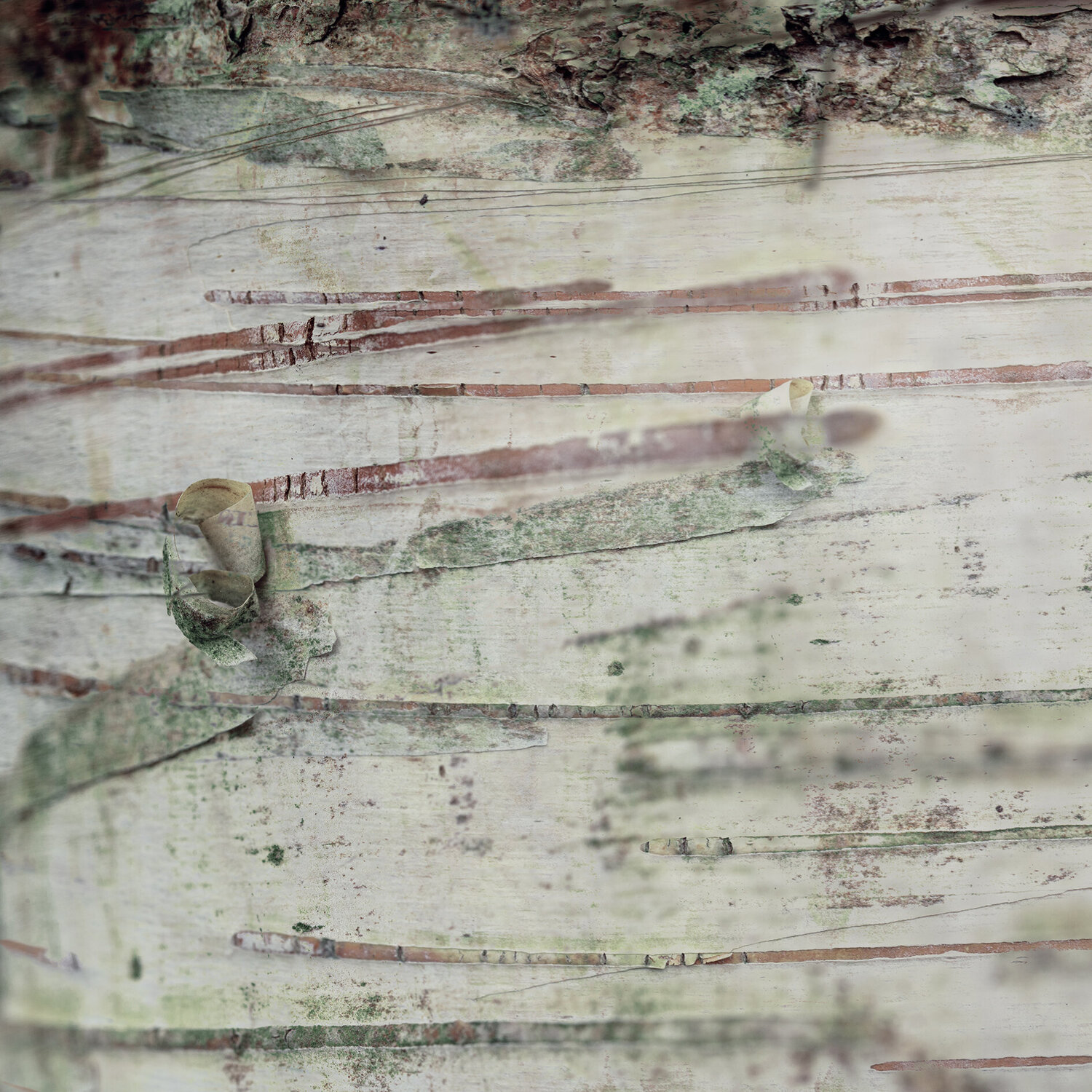 Stripes and curls Kate Lloyd