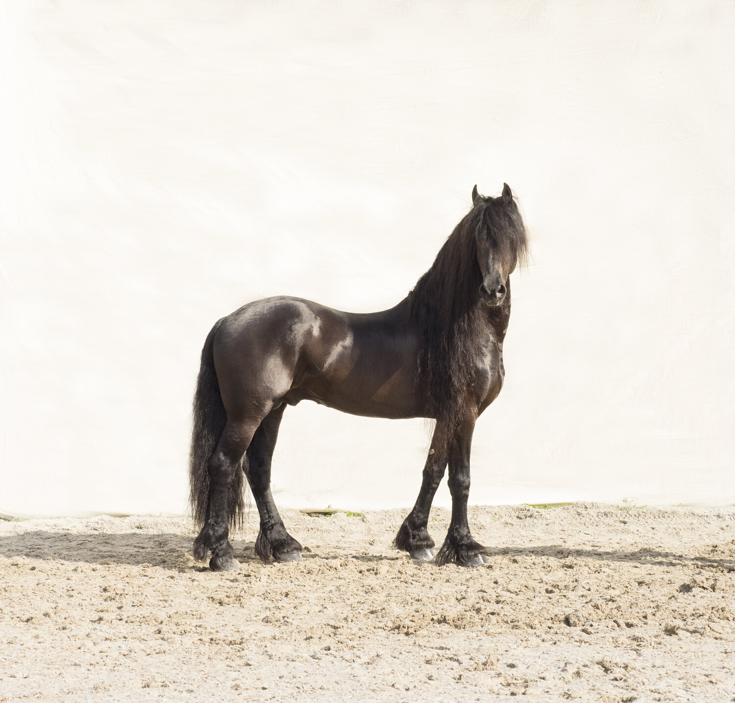 Friesian Poser Kate Lloyd