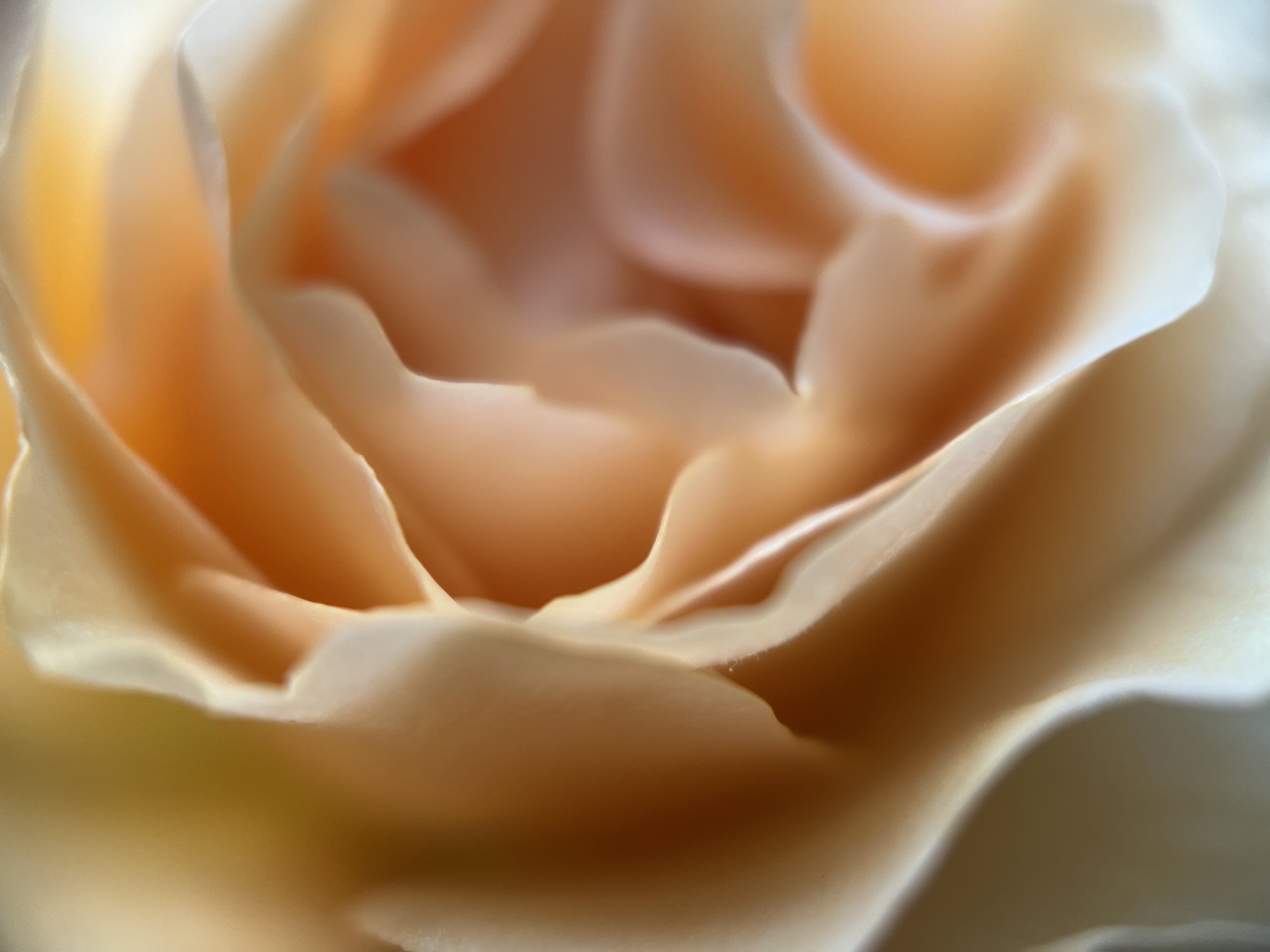 Fiori color ambra
