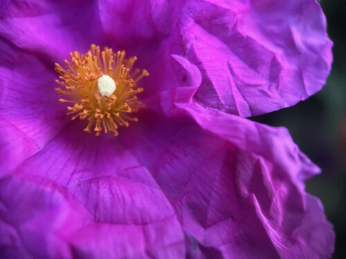 Quiet Intensity di Priss, Fotografia in vendita su Singulart