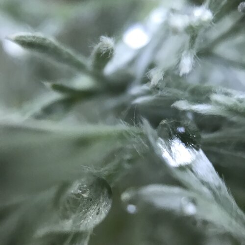 Morning Trace von Priss, Fotografie kaufen auf Singulart