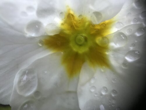 After Rain di Priss, Fotografia in vendita su Singulart