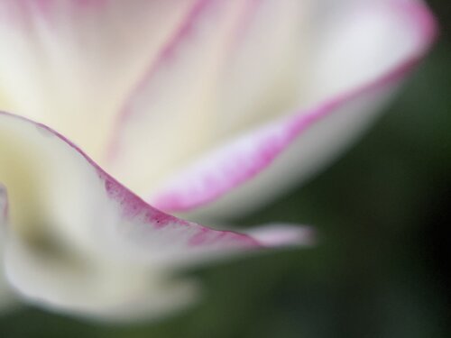 Soft Ascent by Priss, Photography for Sale on Singulart