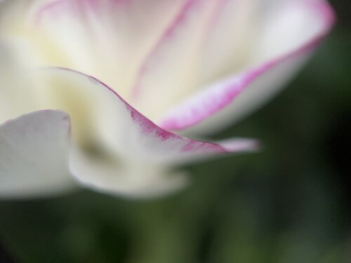 Soft Ascent von Priss, Fotografie kaufen auf Singulart