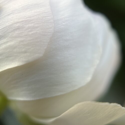 Soft Awakening (Square) by Priss, Photography for Sale on Singulart