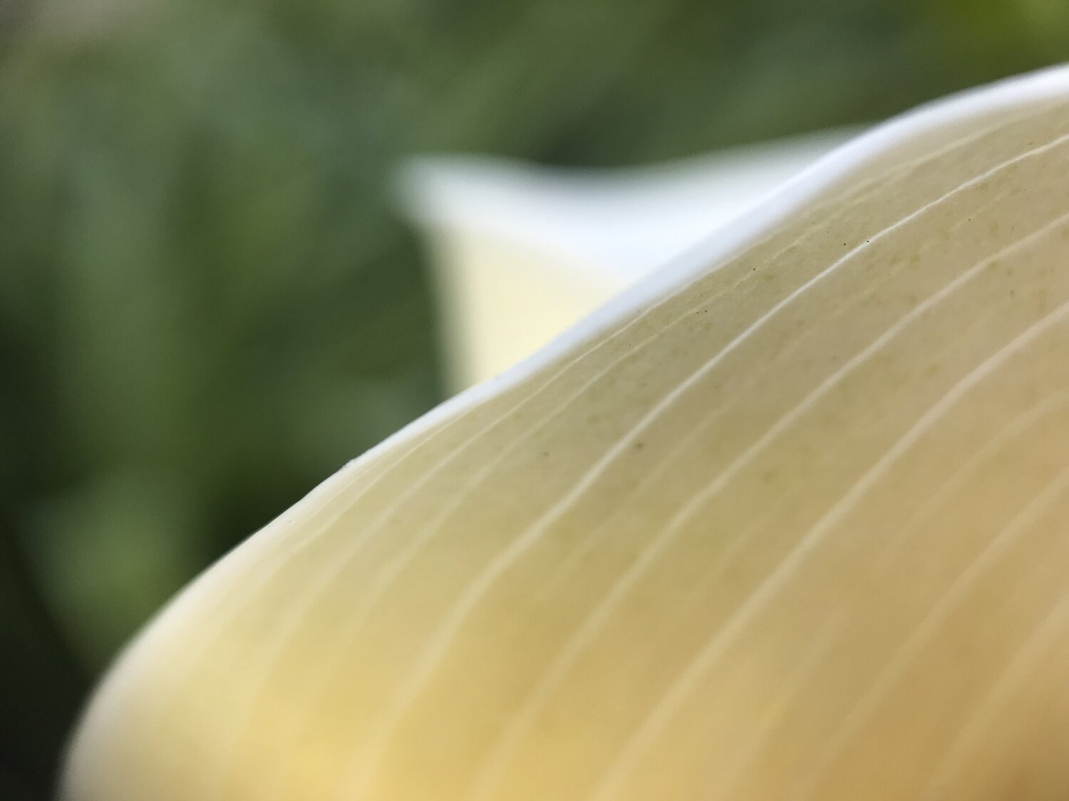 Veiled Line Priss