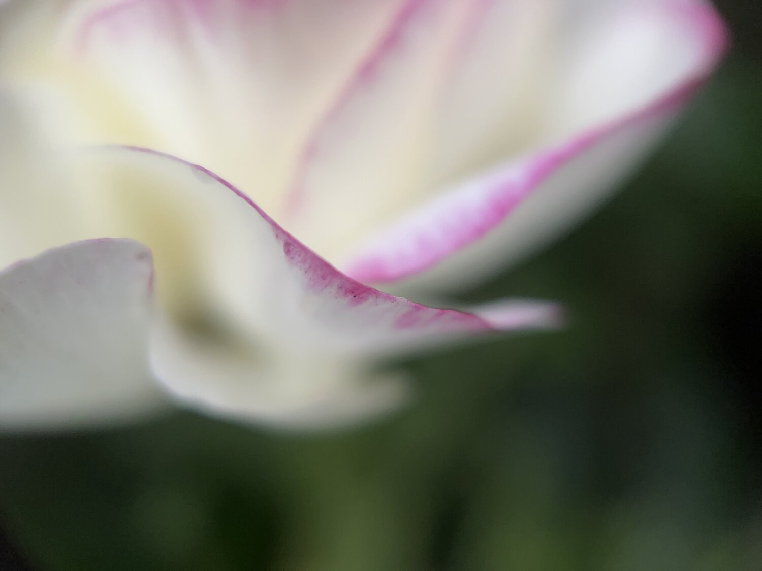 Soft Ascent (Rectangle) Priss Photography for sale