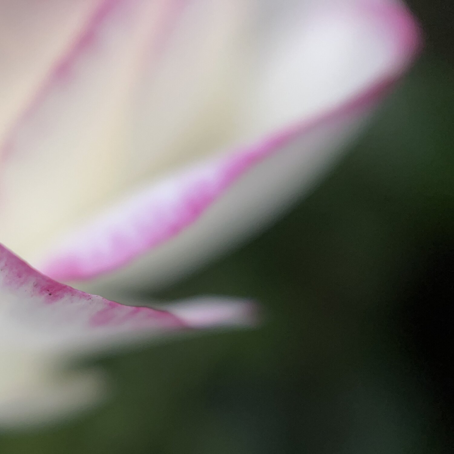 Soft Ascent Priss