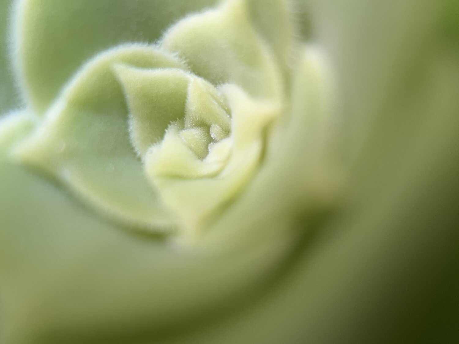 Quiet Unfolding Priss Fotografie zu verkaufen