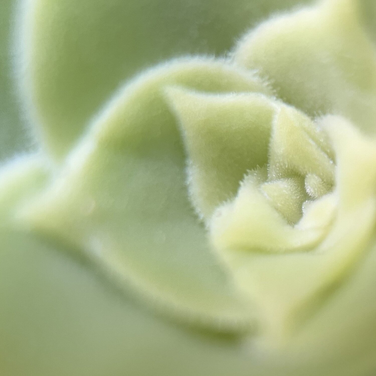 Quiet Unfolding (Square) Priss Photography for sale