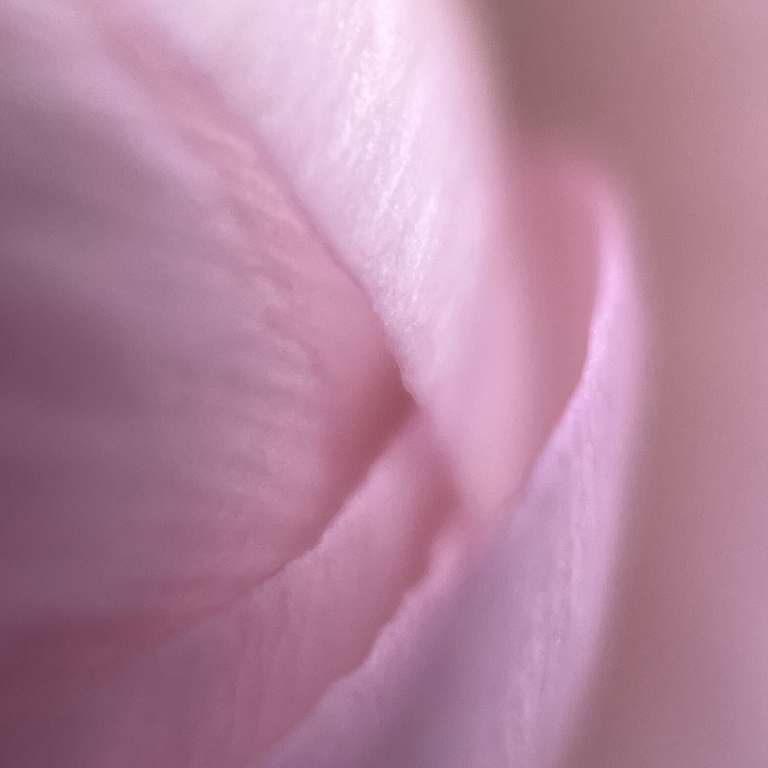 Soft Focus (Square) Priss Photographie à vendre